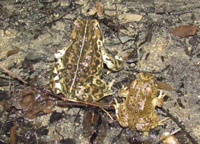 Arroyo Toas and California Toad 